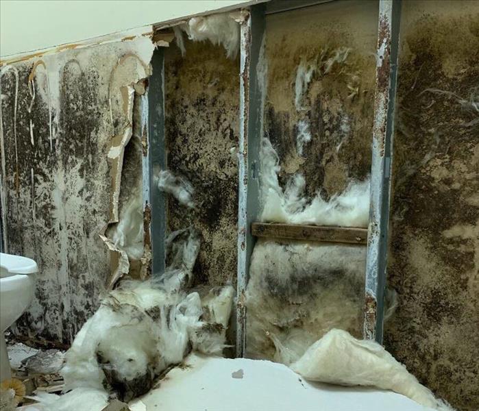 mold covered walls